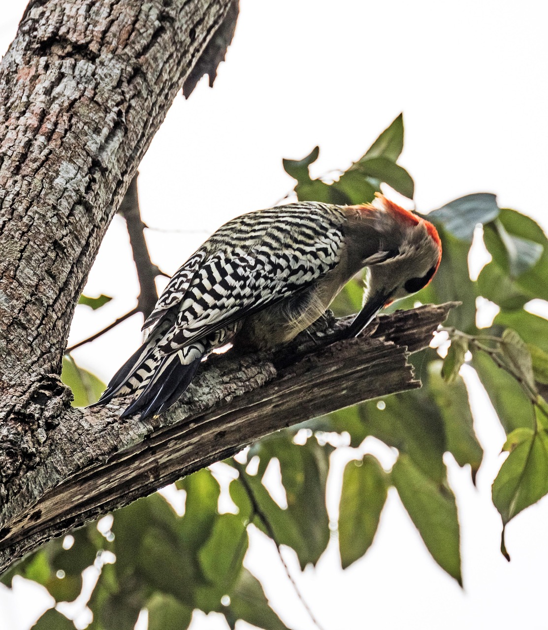 cuba, candelaria, artemisa, carpintero jabado, birding, wildlife, nature, animal