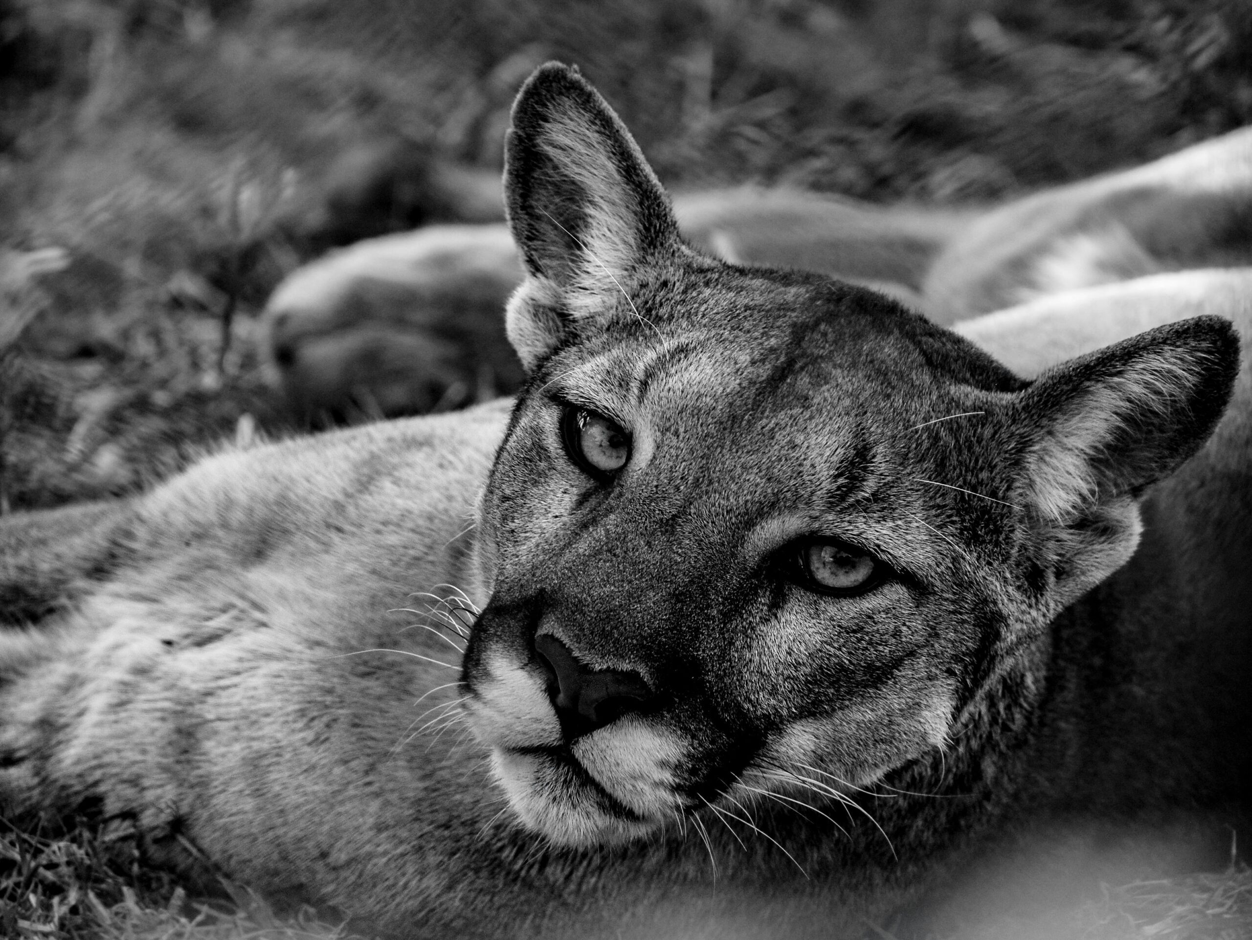Stunning close-up portrait of a puma in black and white, capturing its wild elegance.